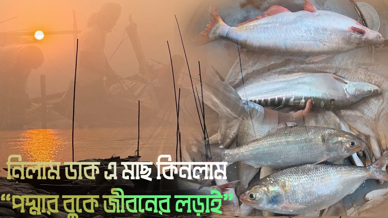 নিলাম ডাক এ মাছ কিনলাম  | Auction Fish Market at Padma River