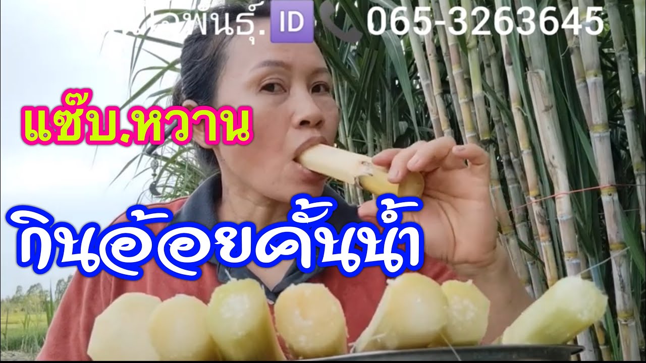 กิน.อ้อยคั้นน้ำ8.สายพันธุ์