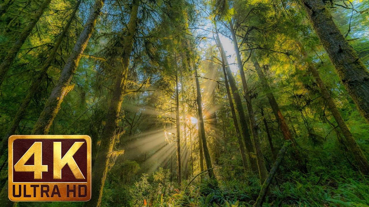 4K Virtual Nature Walk with Peaceful Music 1 HOUR - Redwood National and State Parks,Hatton Trail,CA
