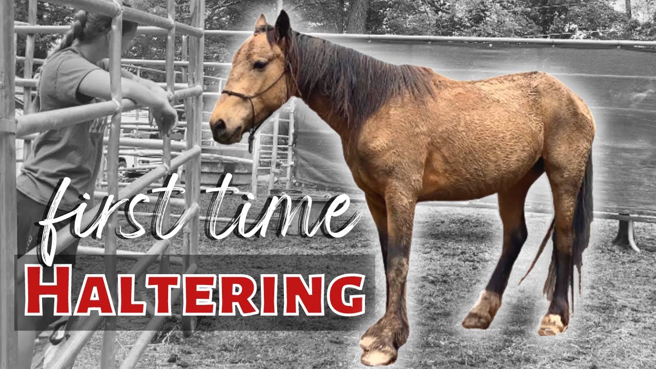 Haltering my timid wild mustang for the first time!