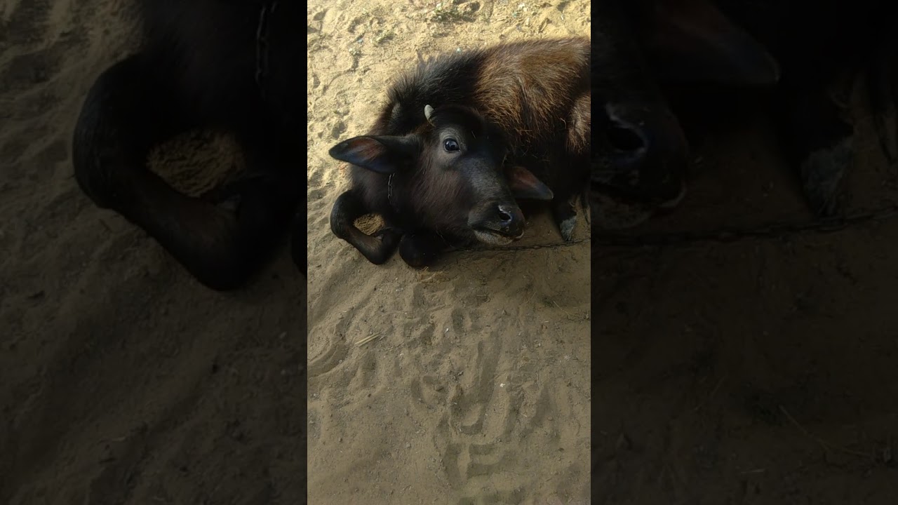 Buffalo Calf Morning Routine In Summer !Must Watch ll Buffalo Baby Video Funny Compilation #Shorts