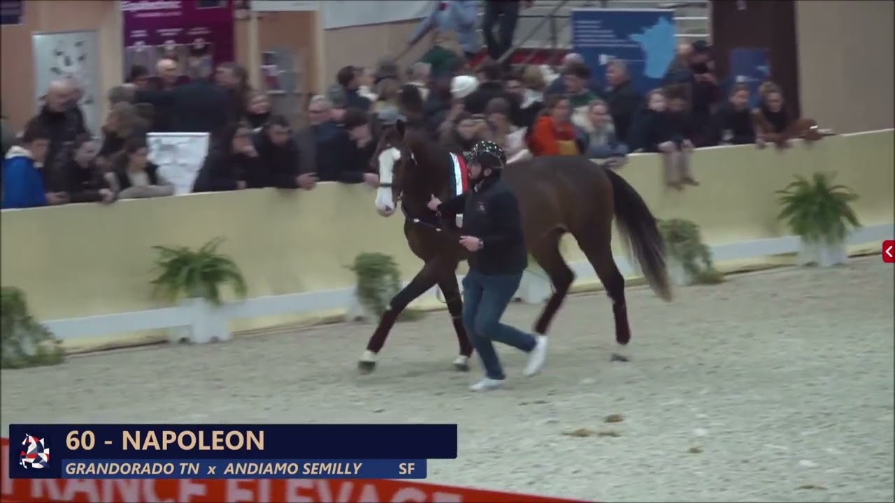 NAPOLEON - Salon des étalons St Lô 2026 - Présentation principale