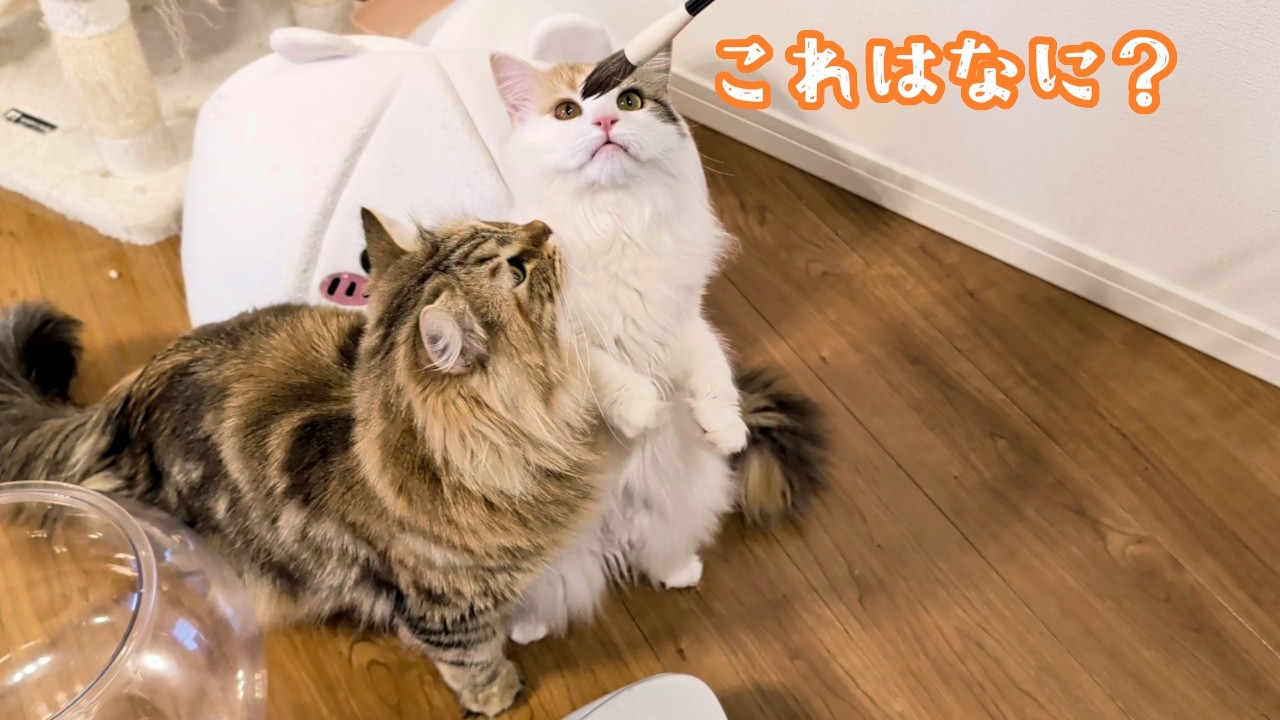 書道の筆をオモチャだと思い込む猫たちが可愛すぎました