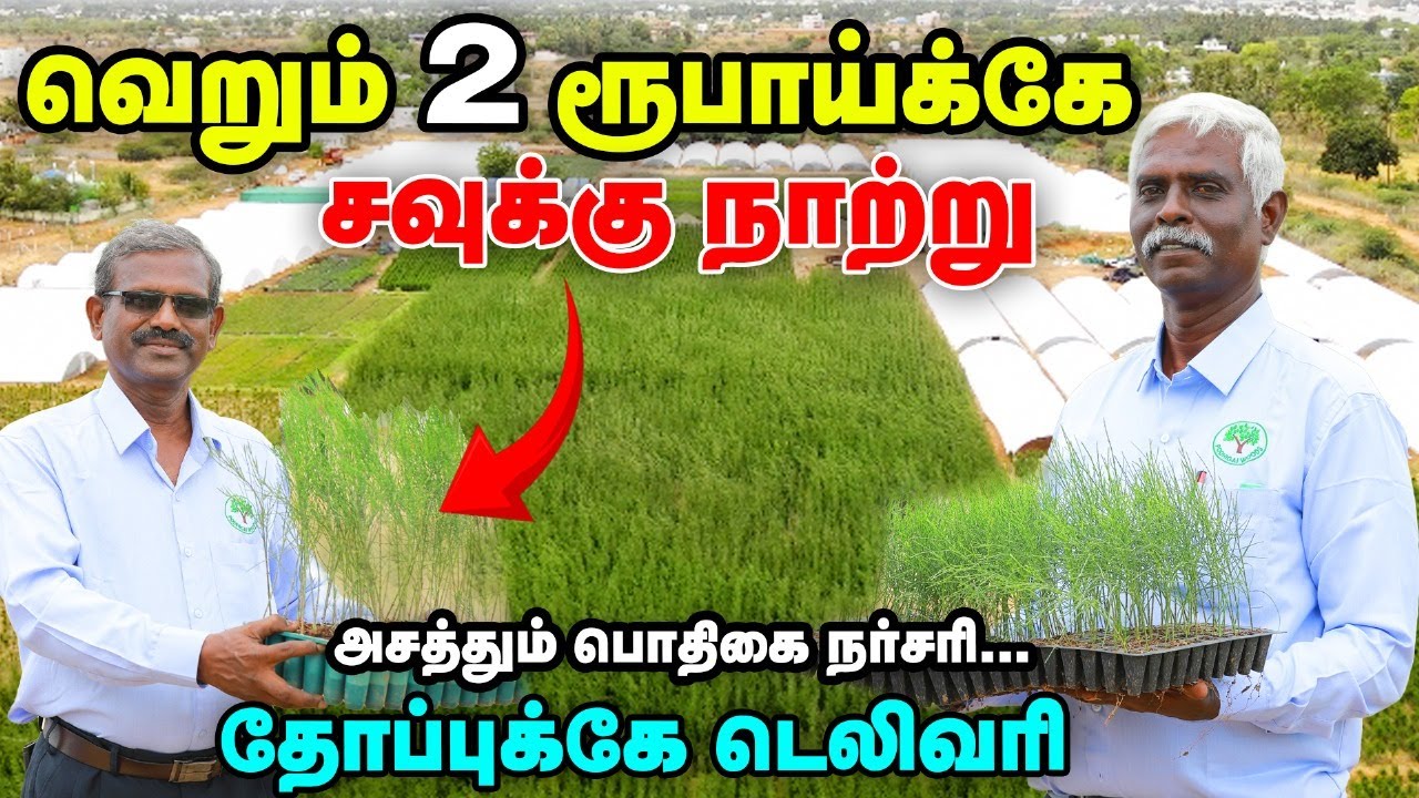 விரைவான வளர்ச்சி, அதிக லாபம் தரும் குளோனிங் சவுக்கு நாற்றுகள் | அசத்தும் Pothigai Nursery