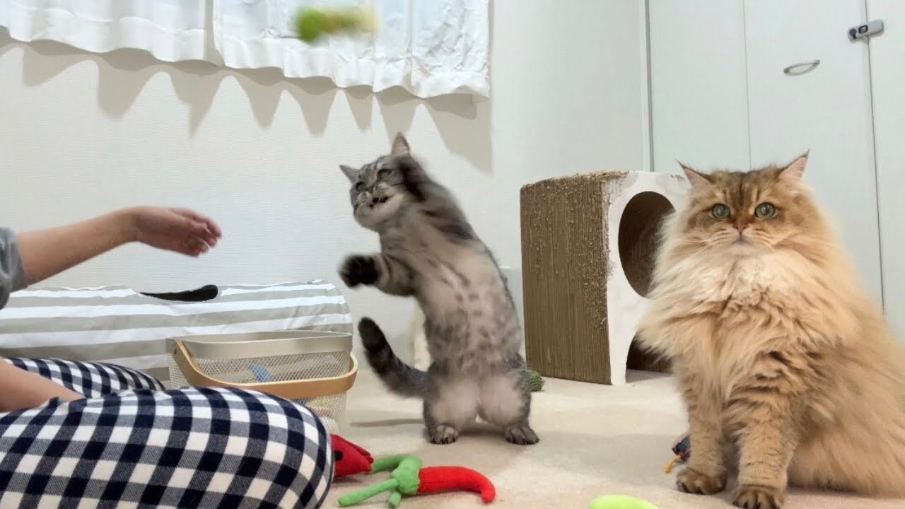 猫におもちゃを乗せまくった結果、まさかの仕返しが...ｗ