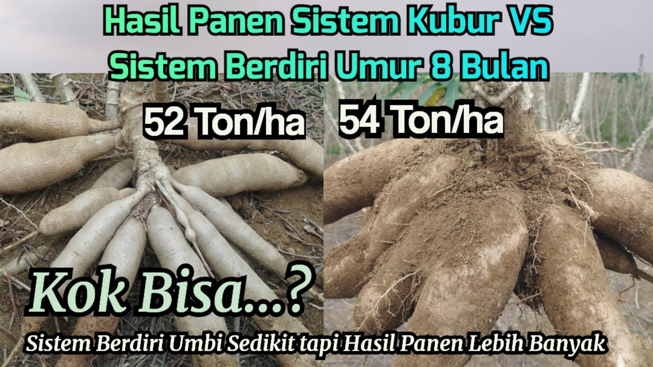 Hasil Panen Singkong Sistem Kubur vs Sistem berdiri Umur 8 Bulan