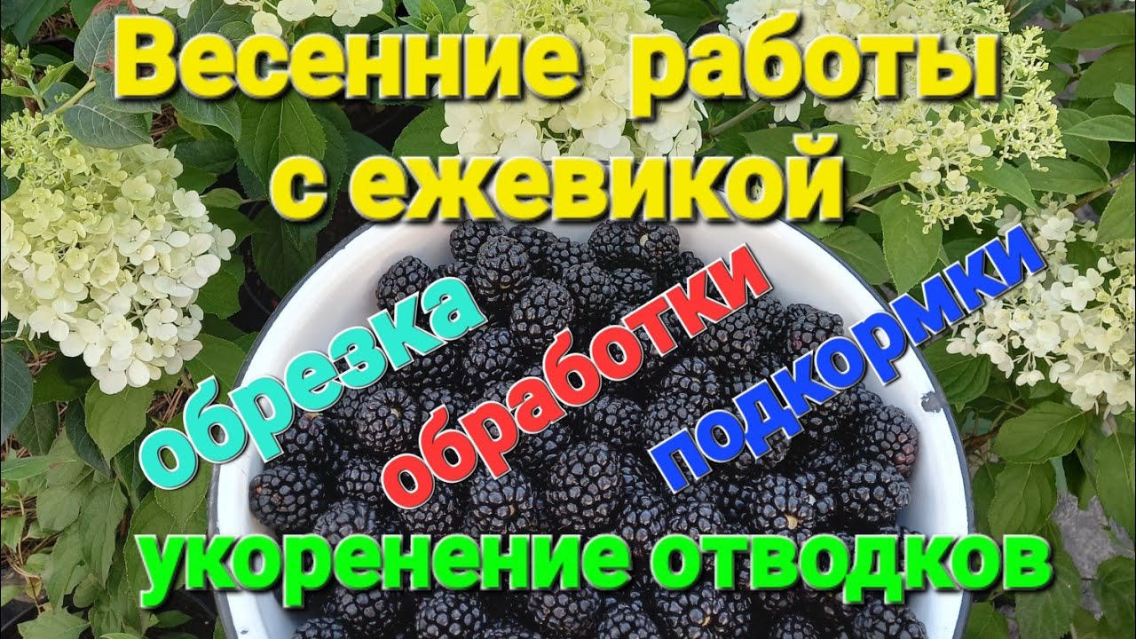 Весенние работы с ежевикой. Обрезка, обработка,  подкормки.