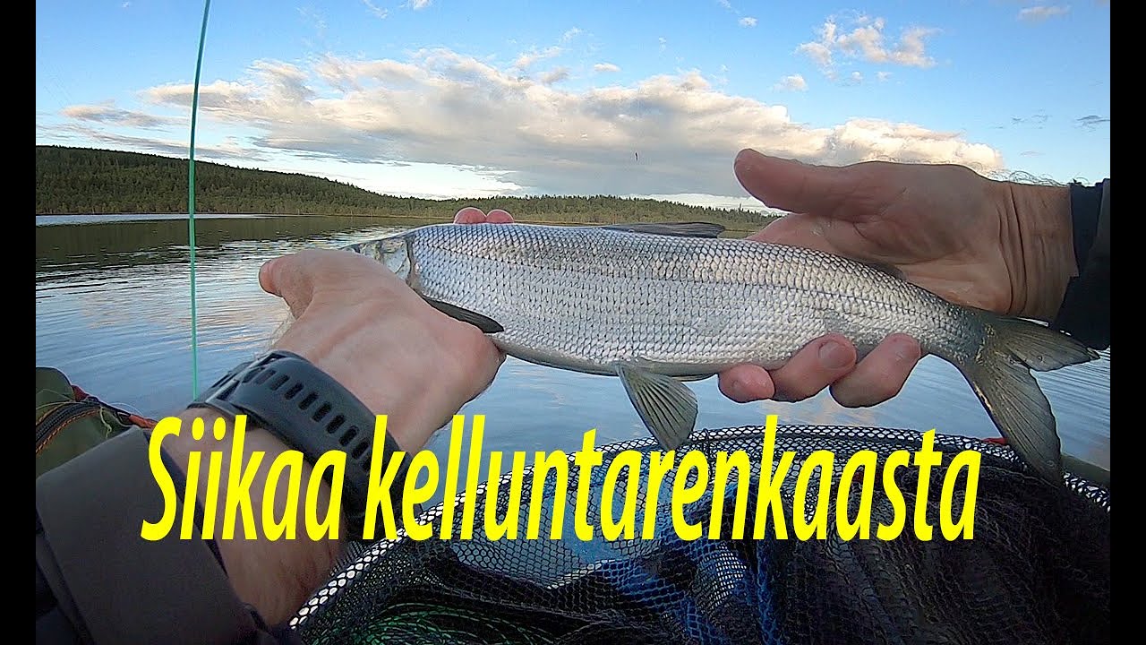 Siikaa kelluntarenkaasta
