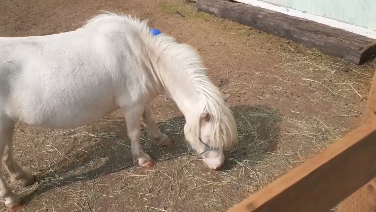 Miniature Horses - Color Testing and the Lethal White Gene
