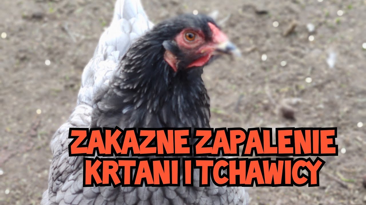 Hodowla Kur - CHOROBY DROBIU 💉| Zakaźne Zapalenie Krtani i Tchawicy Drobiu! 🐔🚑