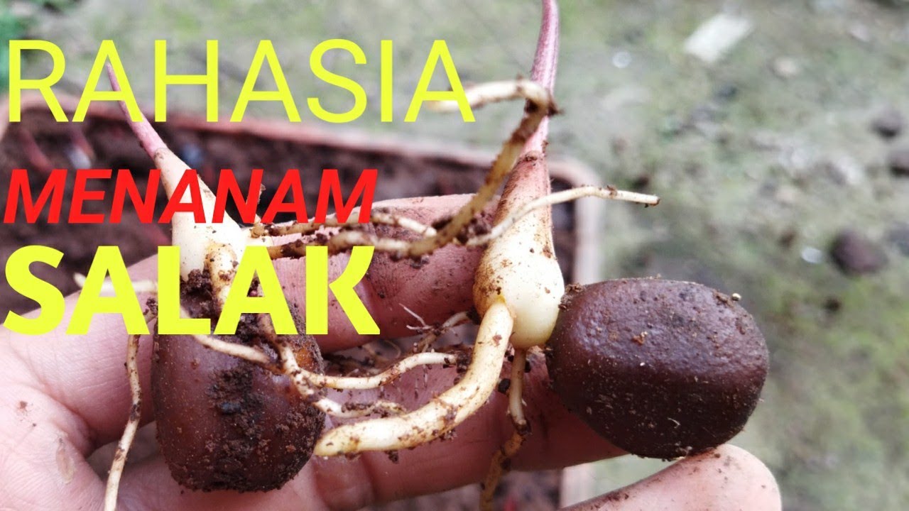 cara menanam biji salak yang baik dan benar dan terlengkap