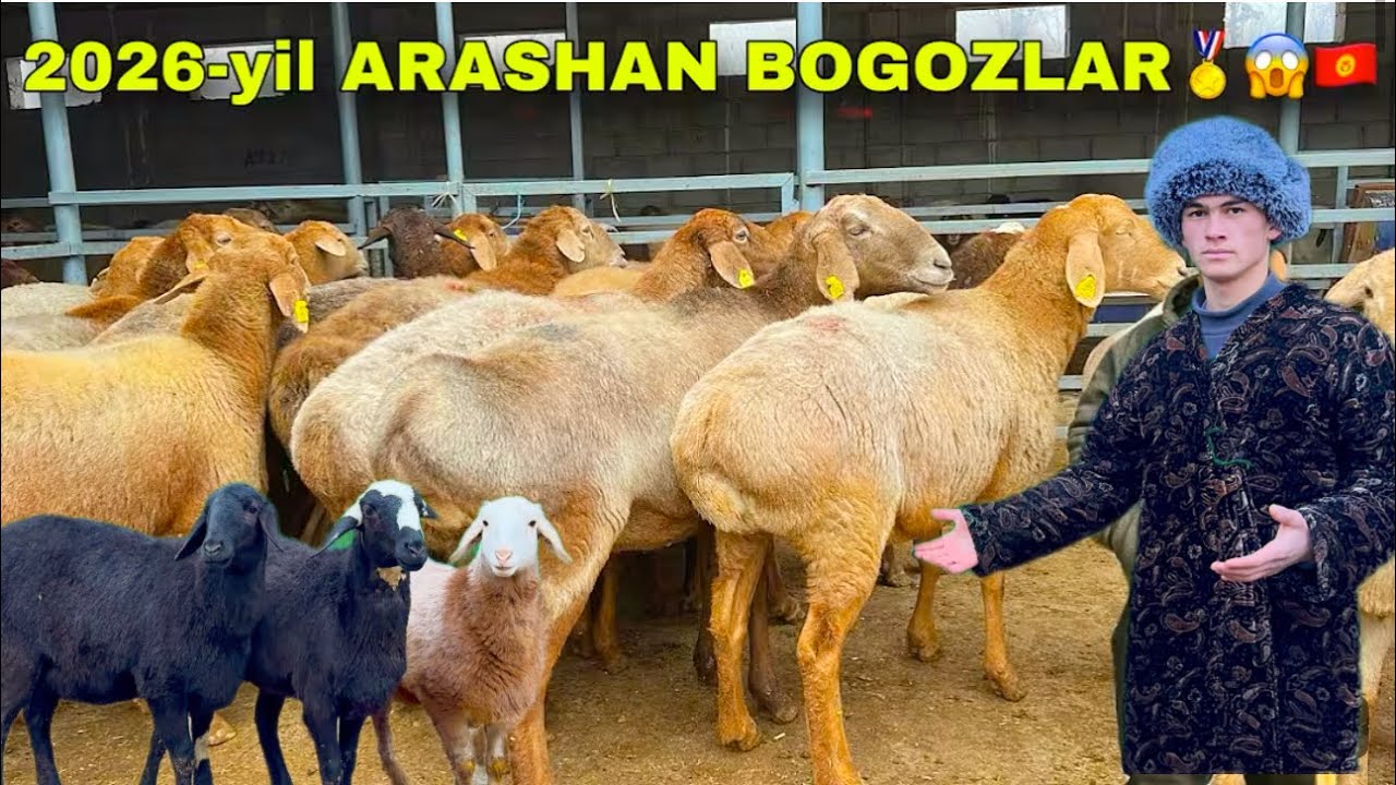 NAVRUZBEKA EGIZCHI ONA BOLA VA ARASHAN BÒGOZ XAMDA AVGON TOXLI QOZLAR KELDI