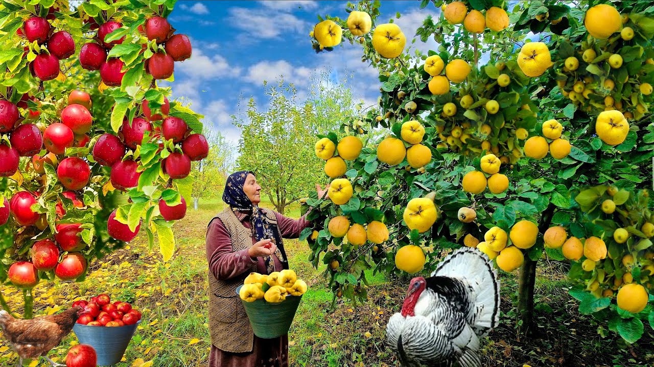 Сбор Свежих Яблок и Айвы, Приготовление Повидло и Пирогов.  @Kənd Dadı | A Taste of the Village