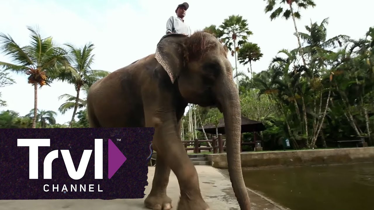 Visit Bali's Elephant Safari Park | Travel Channel