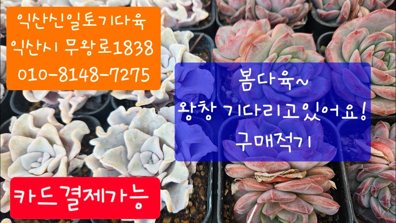 (익산신일토기다육)#다육판매#010-8148-7275#봄다육,구매적기♡왕창기다리고있어요~택배판매해요