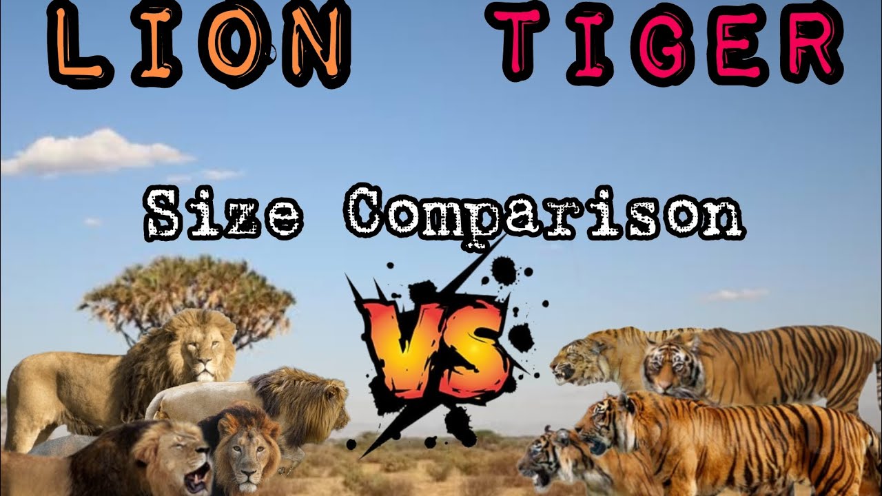 Lions VS Tigers Size Comparison
