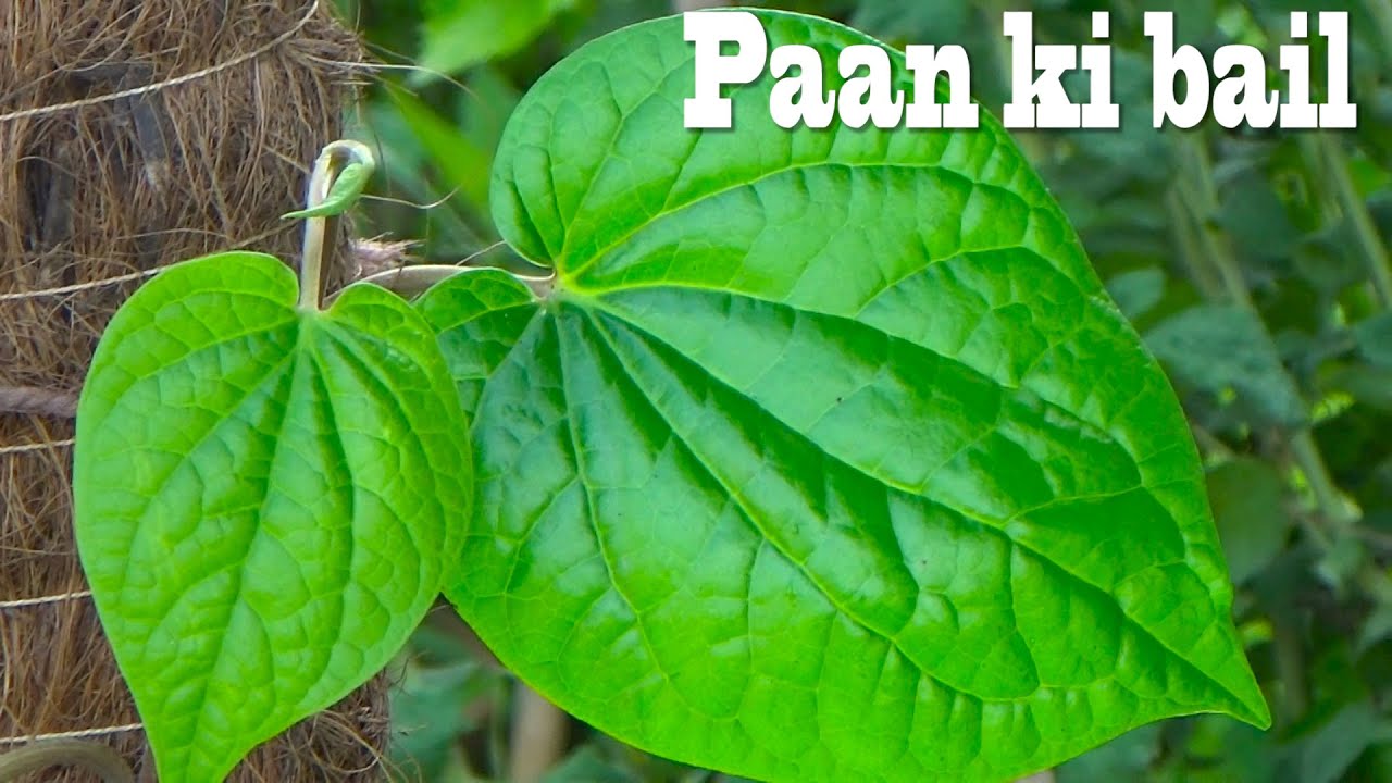 Where To Buy How To Grow and Care Paan Vine | Paan Bail Par First Video on Kitchen Gardening Channel