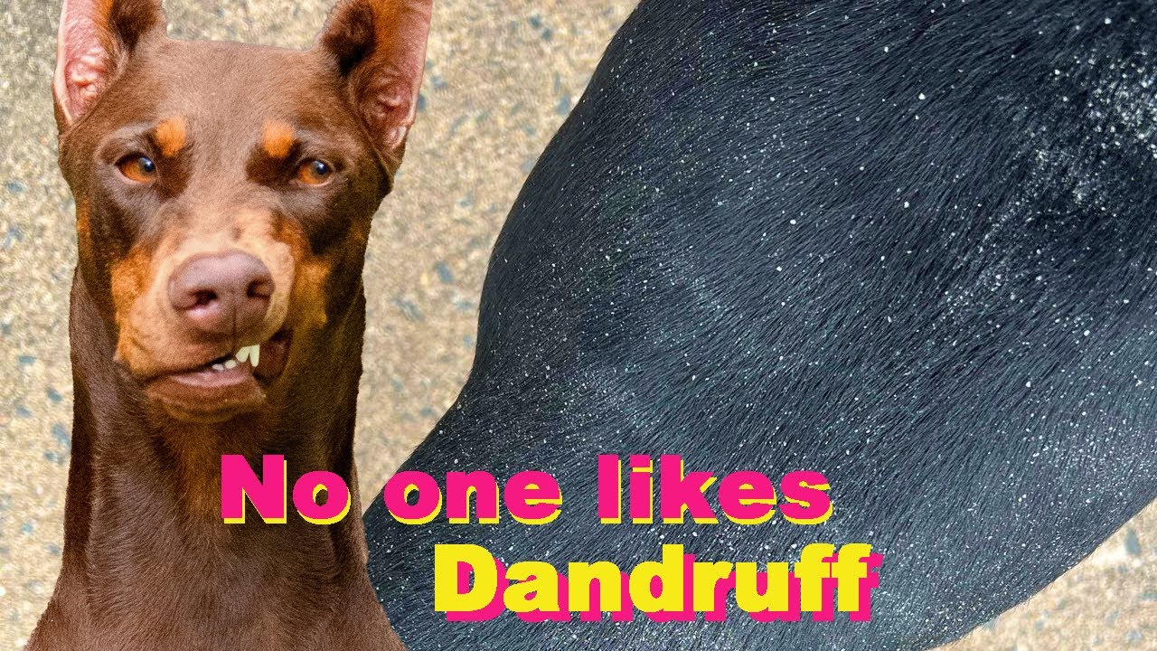 7 EASY Tips to Get Rid of Dandruff on Your Doberman!