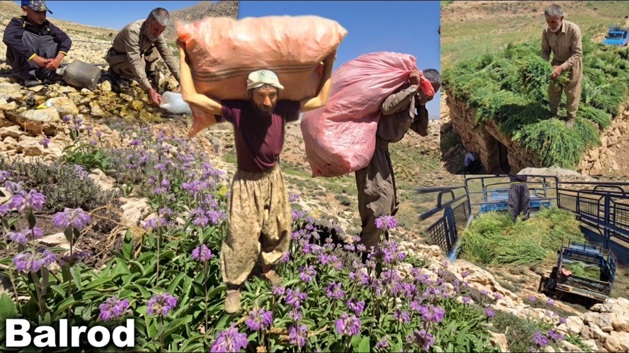 Reza on a mission to save the nomadic roof; with Jahangir in the heart of the mountains