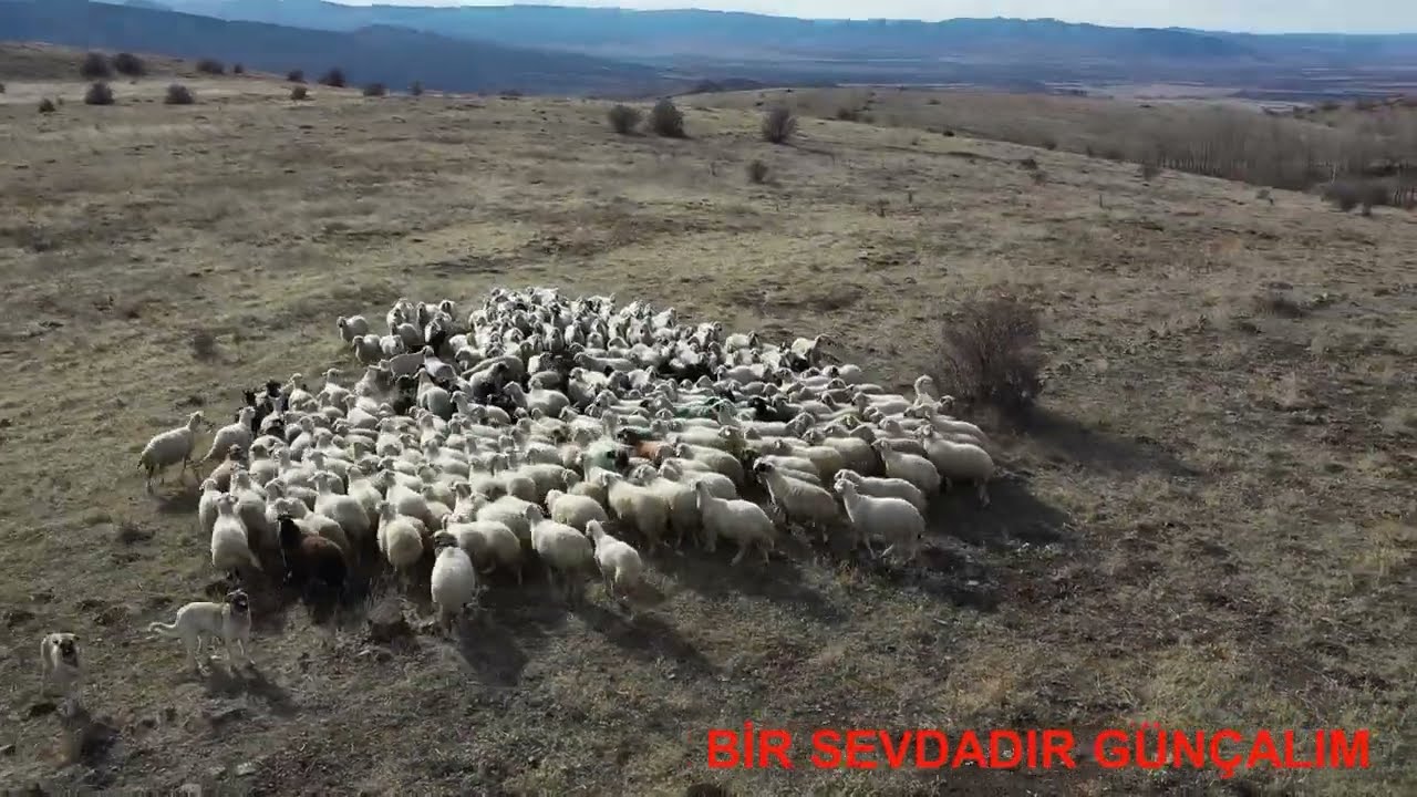 Köyümde Yaşamak İçin Bir Sürü Nedenim Var #tahsinbakır #tokat #köydehayatvar