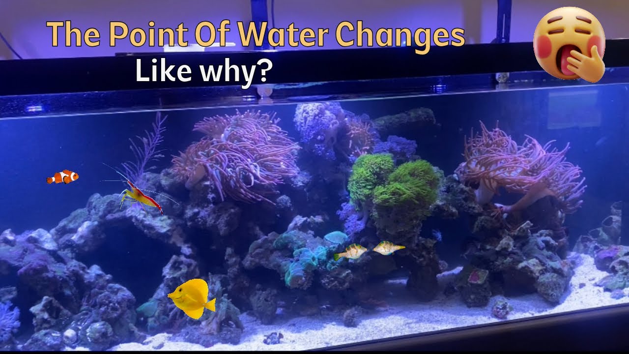 Target Water Changes in Saltwater Tank