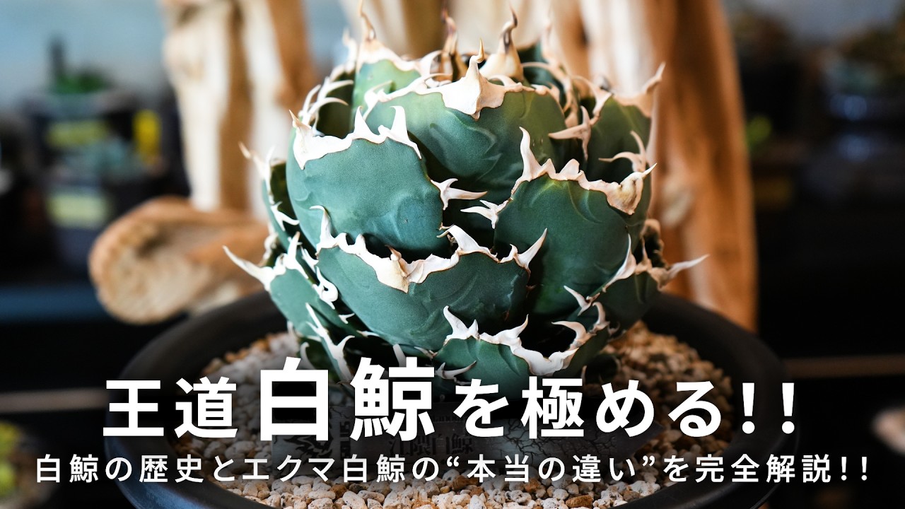 【アガベ】 王道の白鯨を徹底解説！！愛娘のように育ててきた2年4ヶ月の歴史も紹介！！