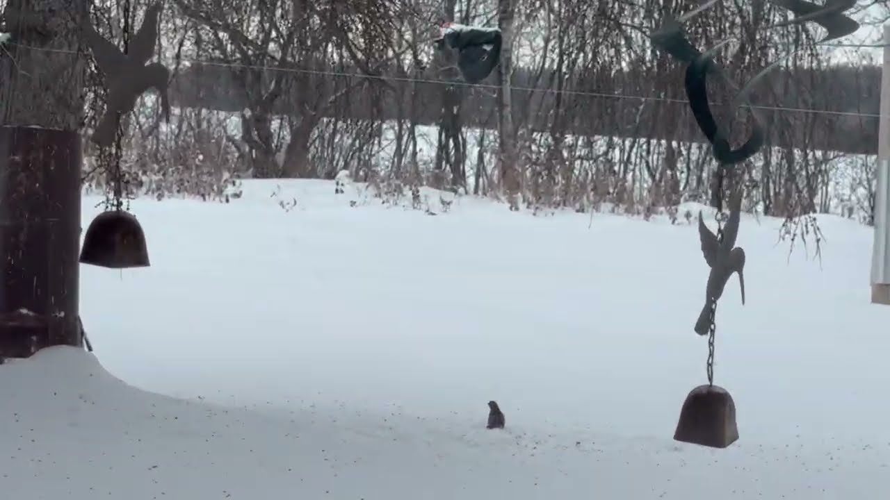 Rose Breasted Grosbeak and Downy Woodpecker