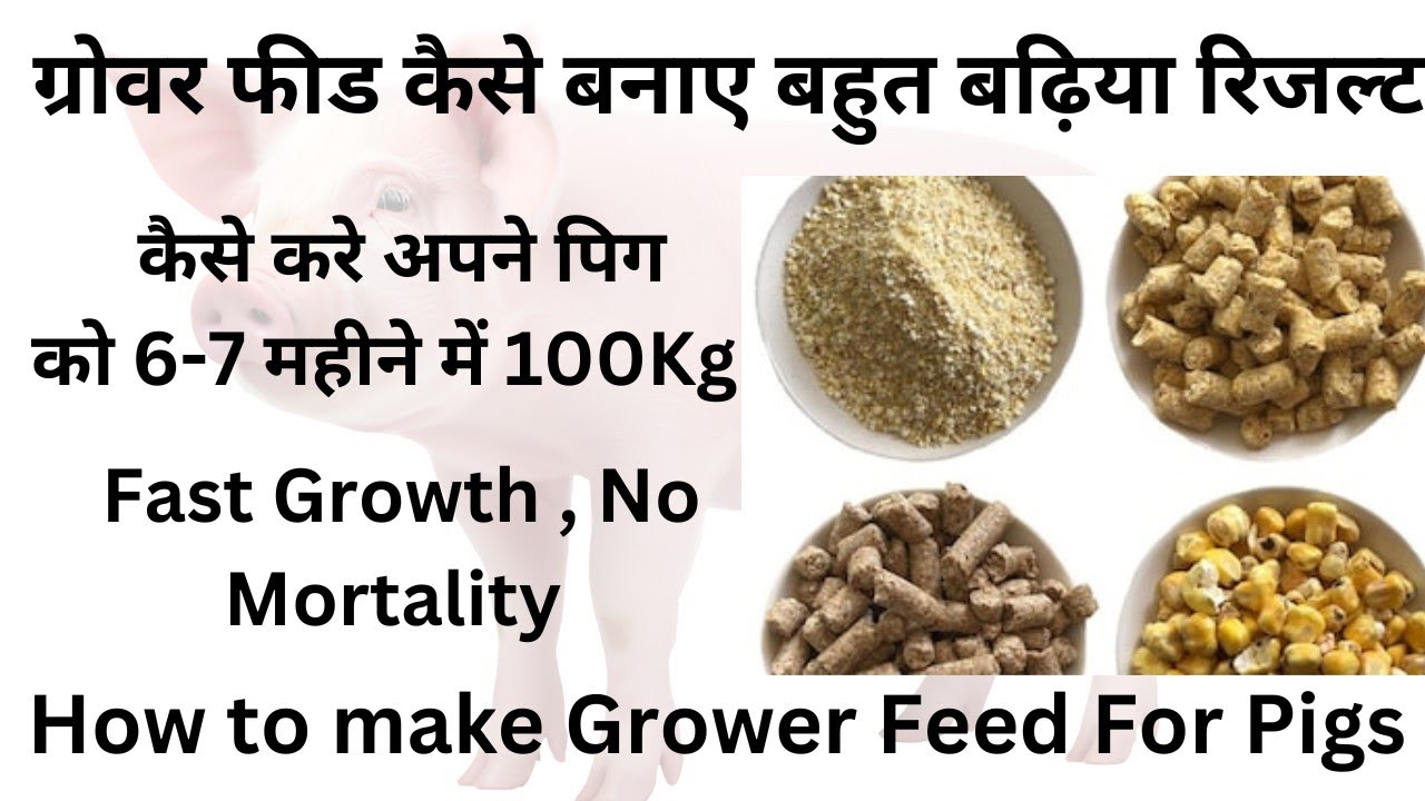 9172024656 How to make Number 1 Grower feed for Pigs देखे ग्रोवर फीड फार्मूला बनाए बढ़िया फीड