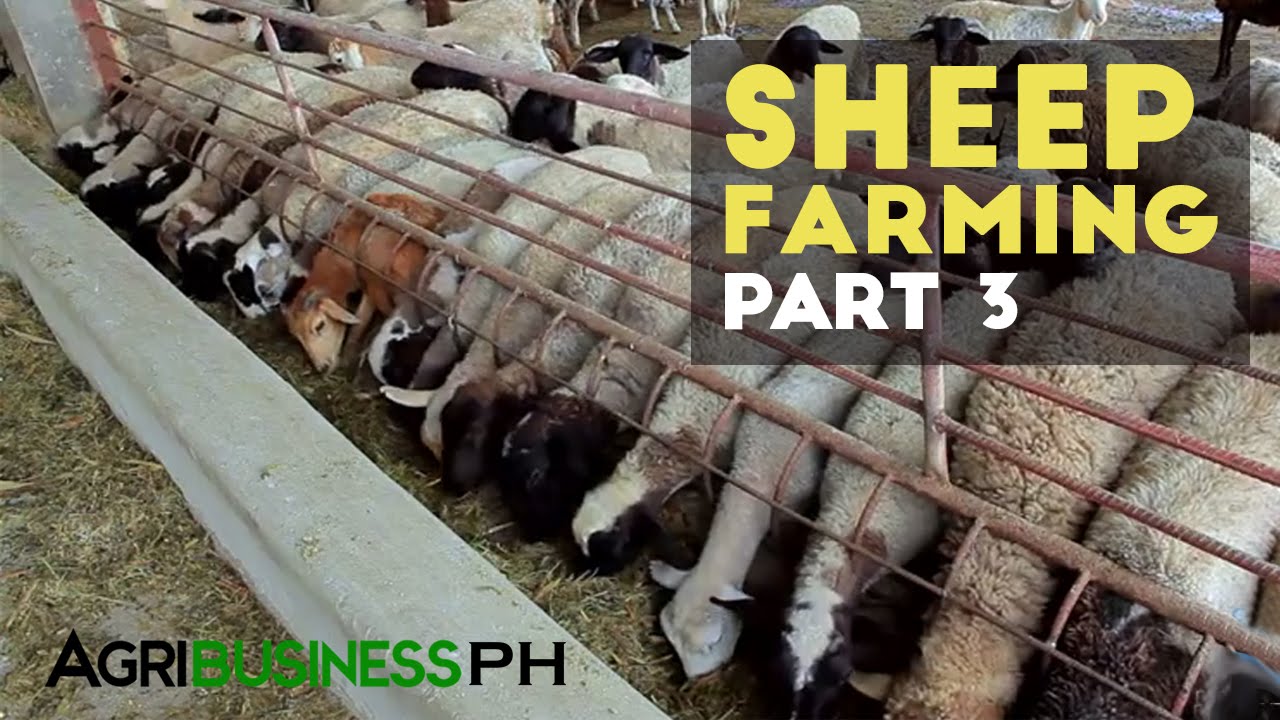 Zero grazing sheep farming management | Sheep farming part 3 #Agriculture