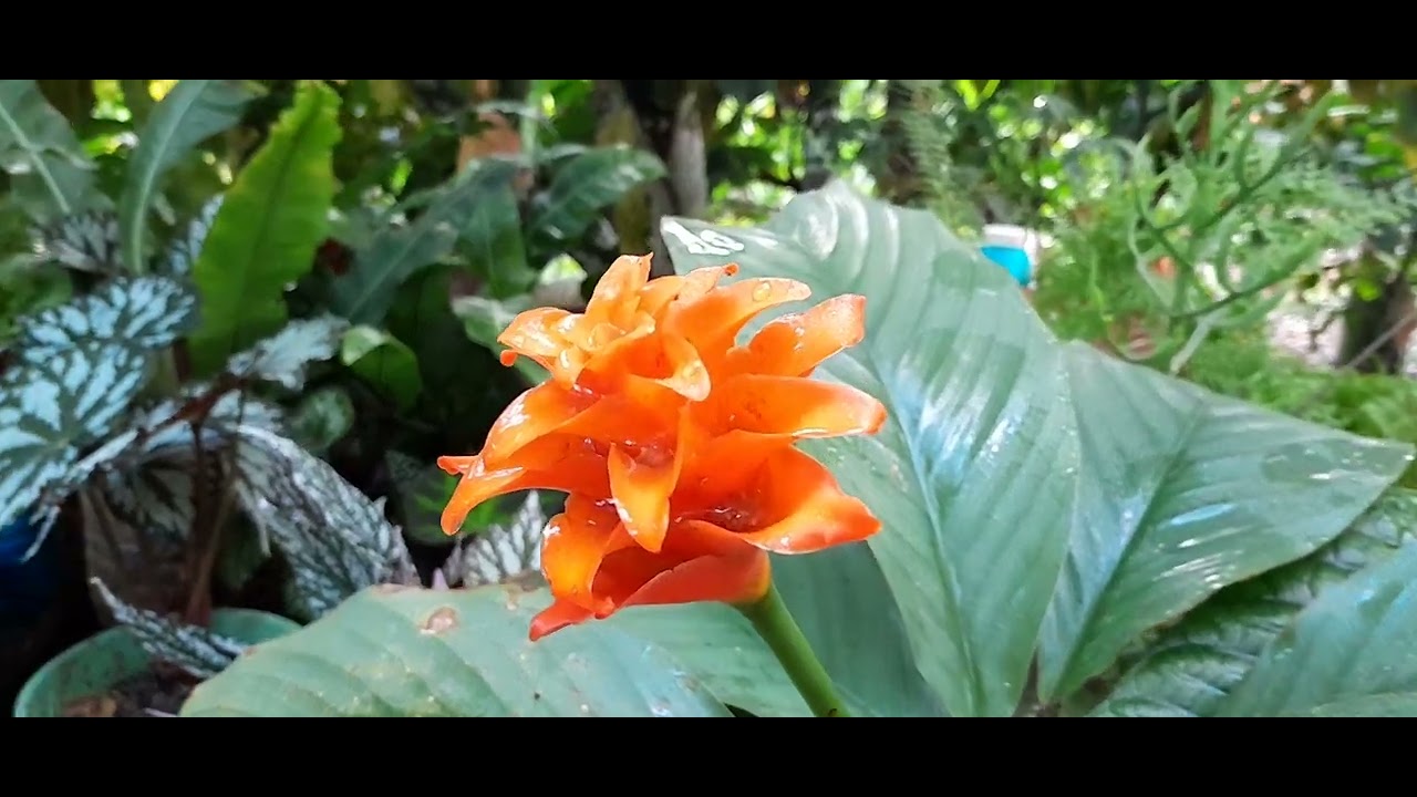 Meu cateiro de planta