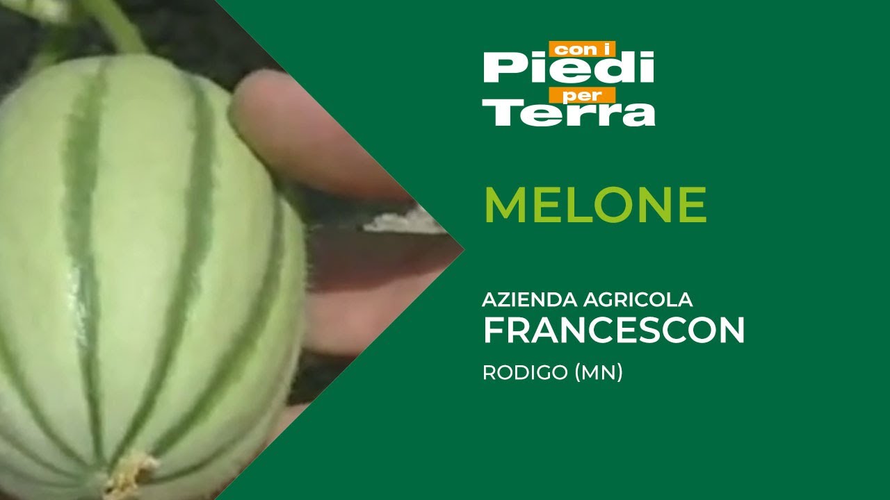 Melone | Azienda agricola Francescon, Rodigo (MN)
