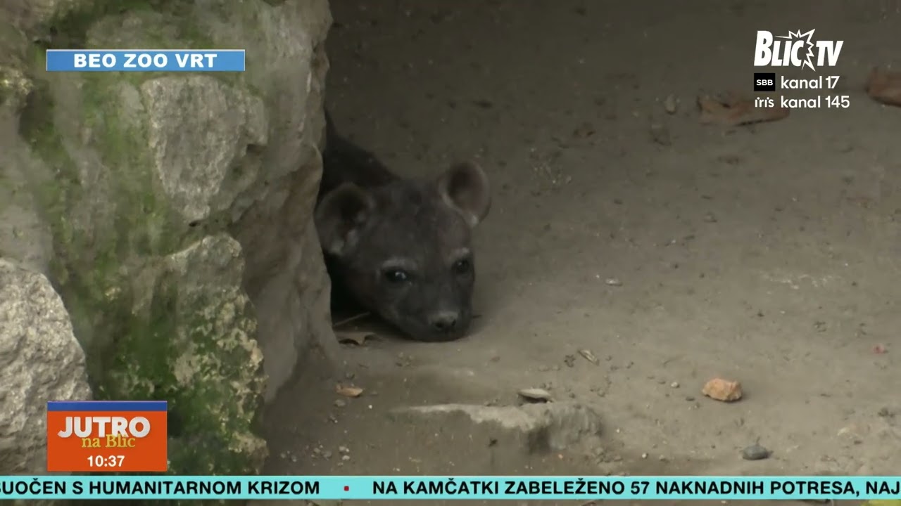 DAJTE NAM VAŠ PREDLOG! Bira se ime za novog člana Beo Zoo vrta!