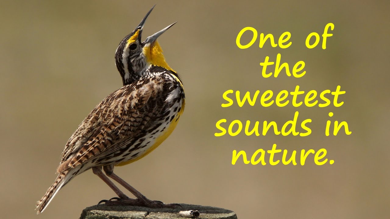 Singing Western Meadowlark