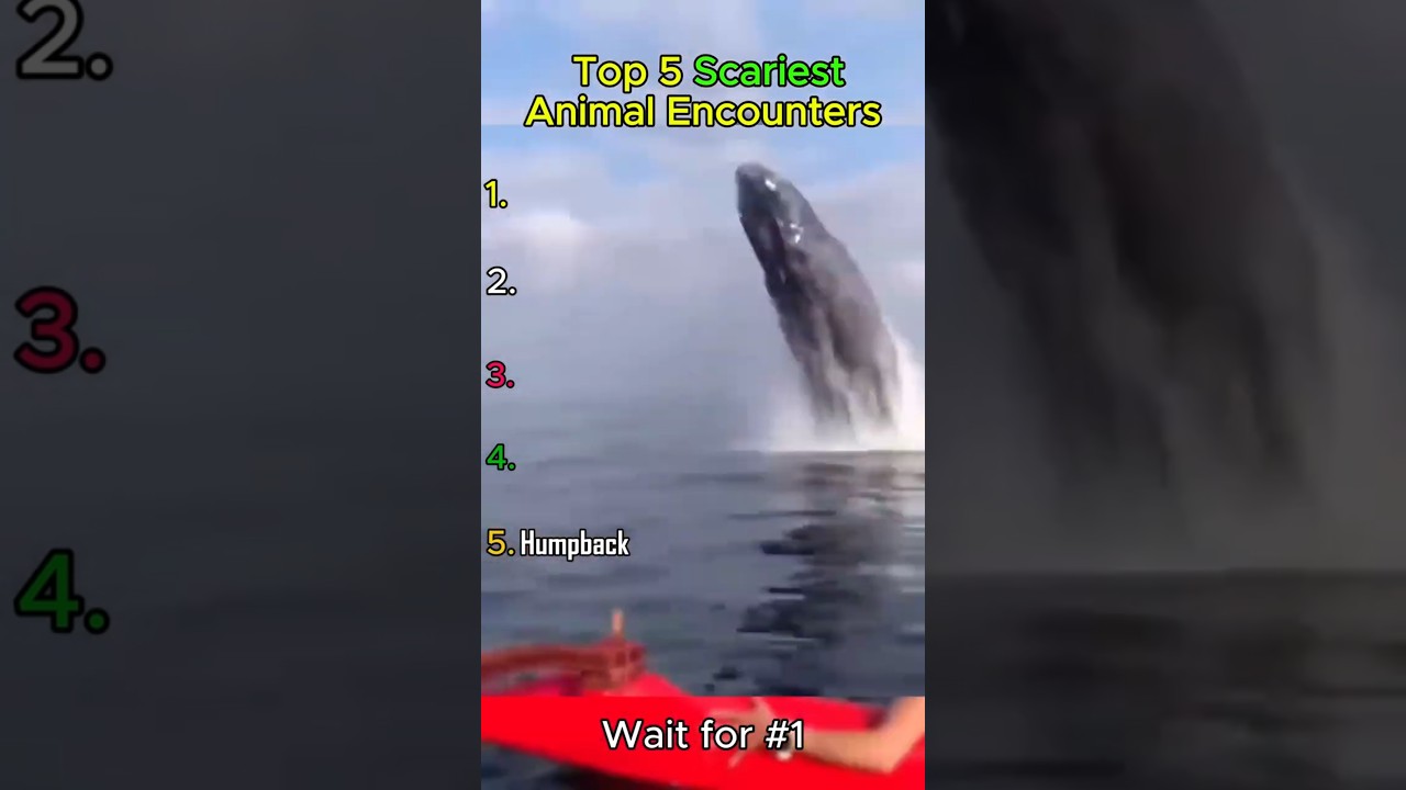 Ranking The Top 5 Scariest Animal Encounters