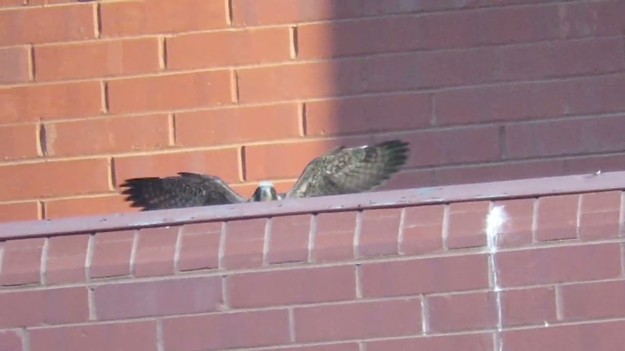 5280 Peregrine Watch #5