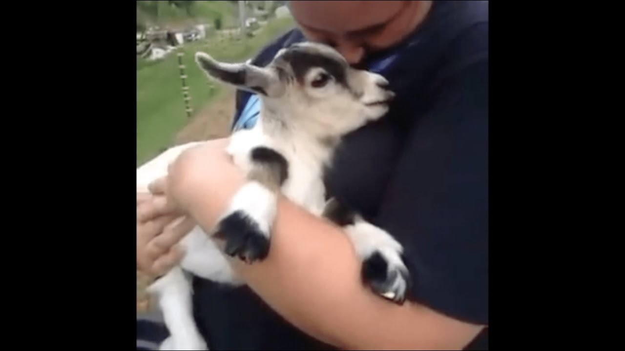 wholesome animal vines that cured my anxiety