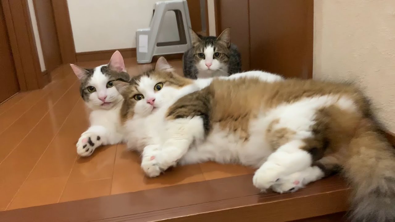 階段で休憩しすぎな猫