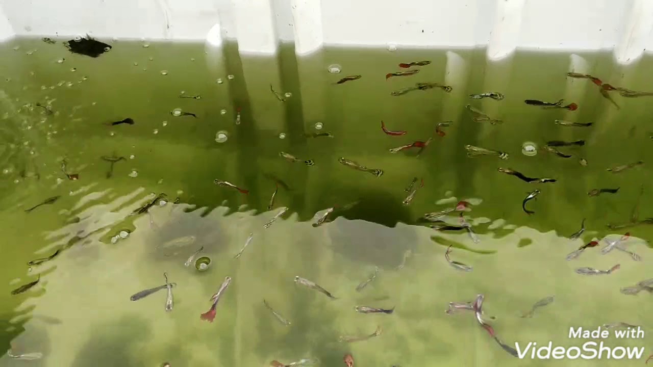 Guppy for sale price only 10 name mixed guppy