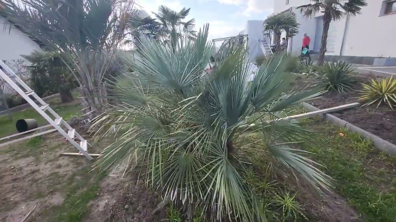 Butia Capitata/Odorata i Chamaerops Cerifera już czują wiosnę. Palmy w Polsce