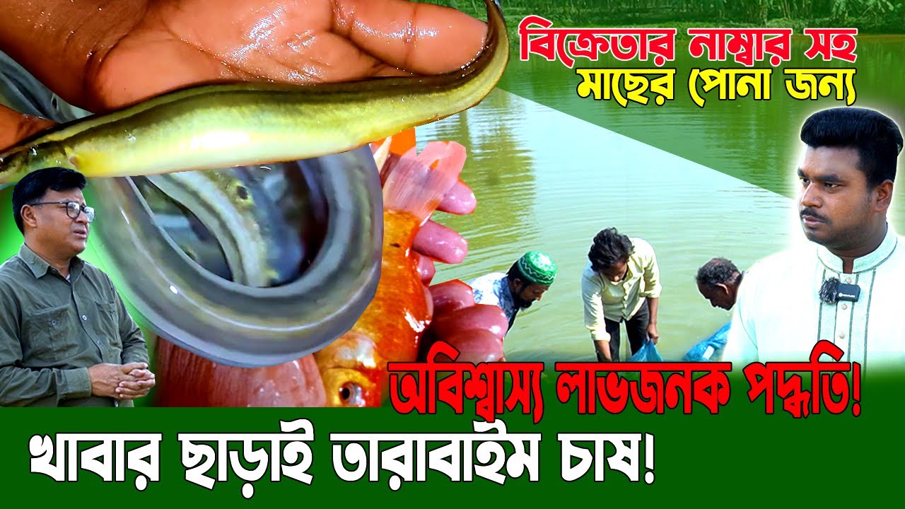 খাবার ছাড়াই তারাবাইম মাছ চাষ! মাছ চাষের রহস্য জানুন