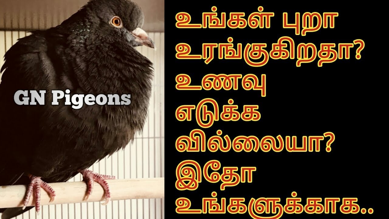 உங்கள் புறா துங்குகிறத? உணவு எடுக்கவில்லைய? இதோ உங்களுக்காக...