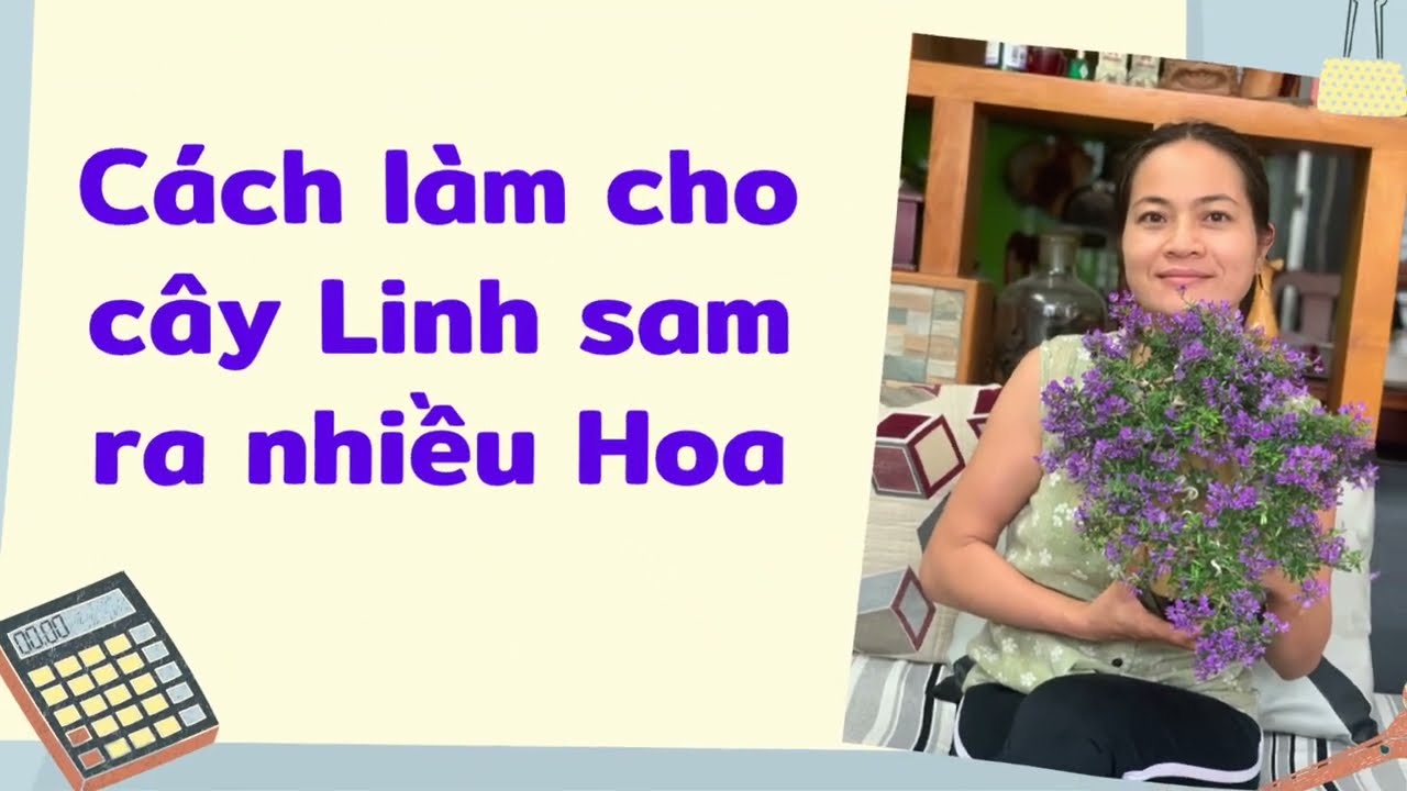 Cách làm cho cây Linh sam ra hoa chơi tết