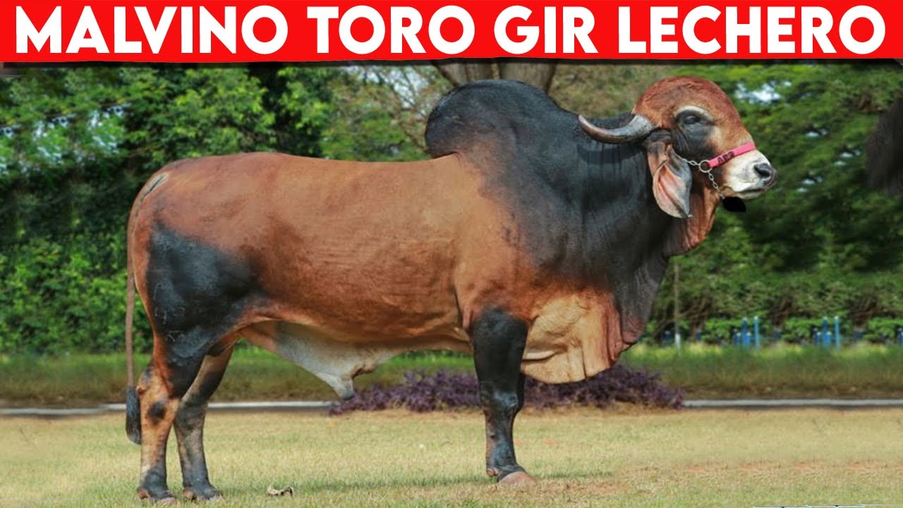 🔴 Gir Lechero Toro  Malvino ✅ Los Mejores TOROS GYR  // GADO GIR LEITERO