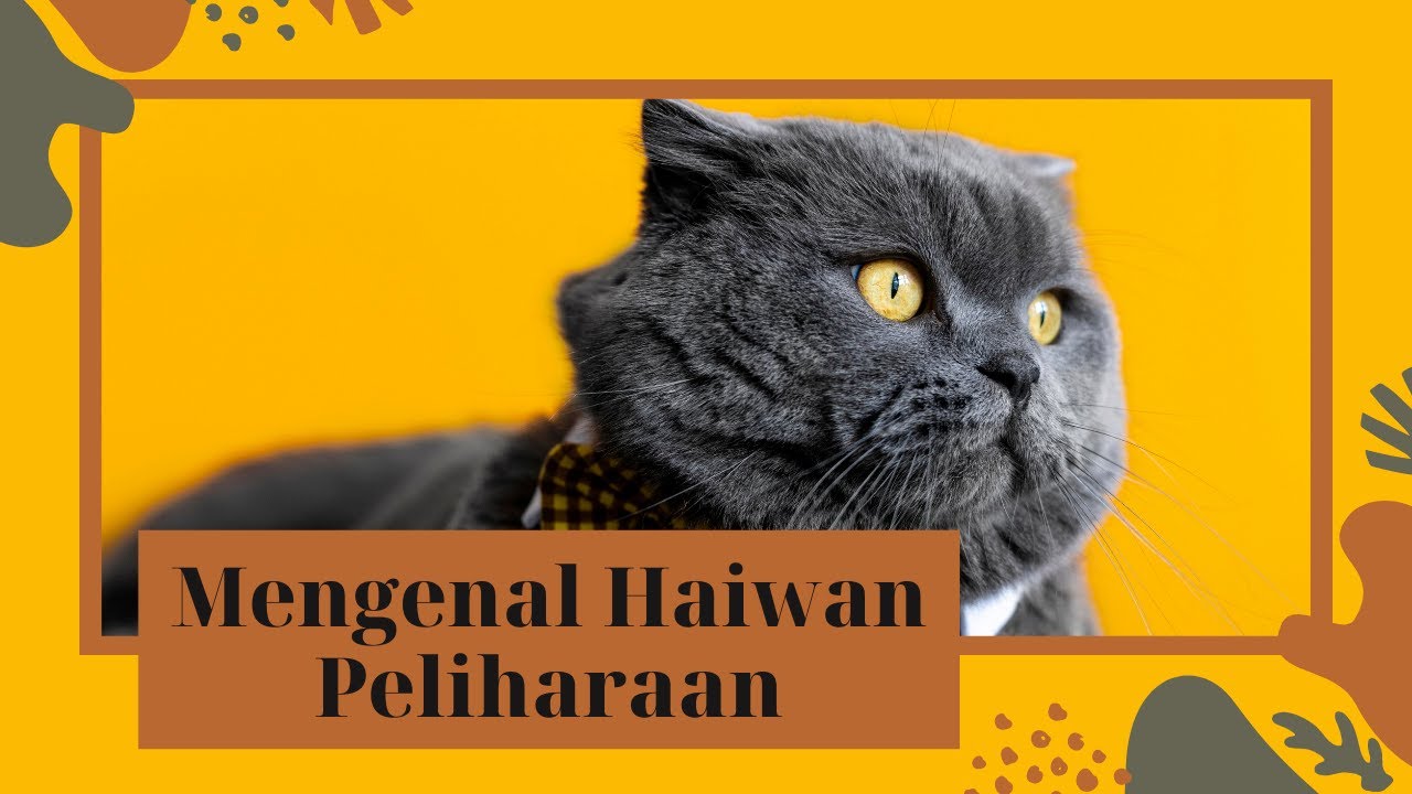 Mengenal Haiwan Peliharaan | Pets | Bahasa Melayu & English - Dadidu Kids