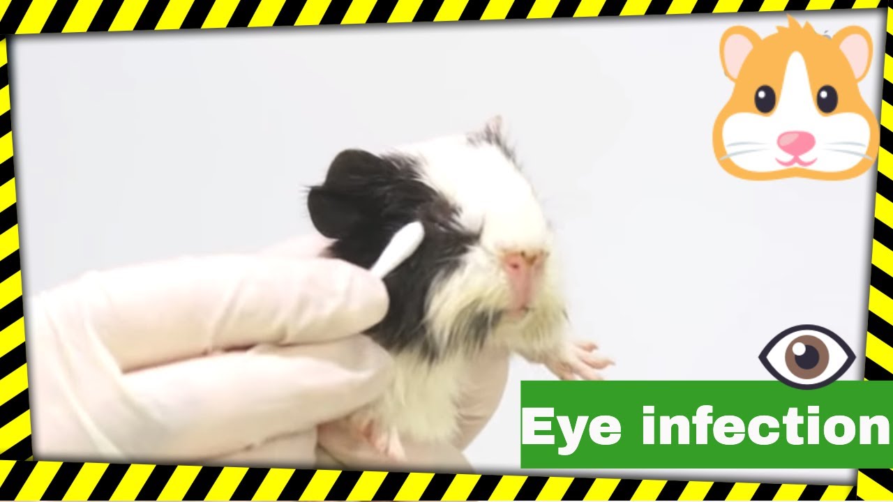Guinea pigs eye infection, how to clean their eyes. How to treat eye infections?
