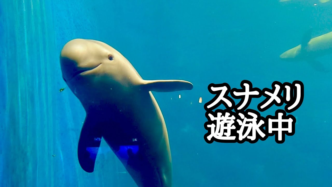 スナメリ　ゆったりと泳いでいます【鳥羽水族館】East Asian finless porpoise Toba Aquarium 