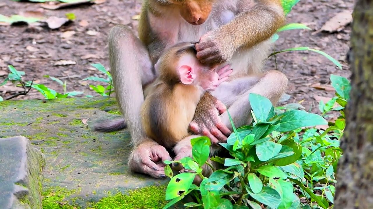 Oh, What's Happening With Adorable Leo While His Mother Is Struggling To Nurse Him With Such Diff