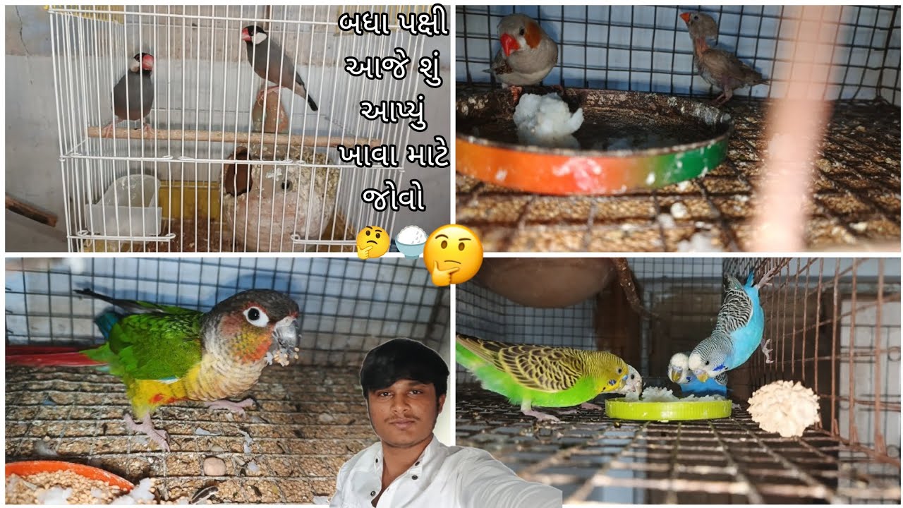 બધા પક્ષી આજે શું આપ્યું ખાવા માટે જોવો 🤔🍚@BirdpetsDmvolg @birdsdmpets6516 #dailyvlog #birds #viral 