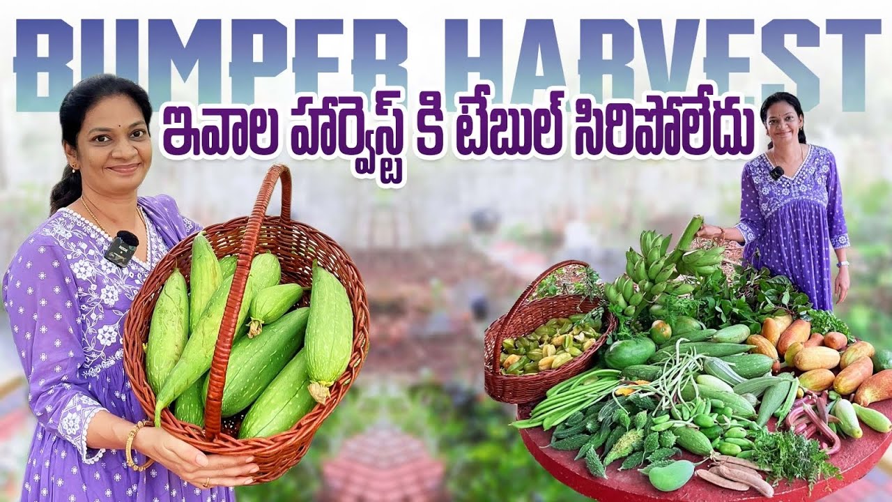 Bumper Harvest/ ఎండ కాలం లో కూడా మన టేబుల్ ఫుల్ 👌💚@MAD GARDENER #garden #farming #gardening