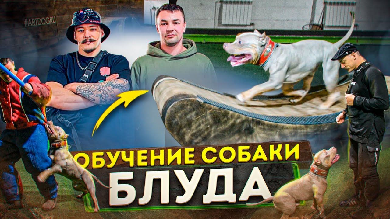 ОБЗОР НА СОБАКУ ВИКТОРА БЛУДА